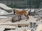 Owczarek belgijski Malinois, gruzy