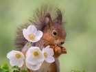 Wiewiórka, Białe, Kwiatki