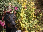 Doberman