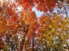 Jesień, Korony, Drzew, Skały, Park, Narodowy, Utah