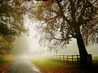 Droga, Drzewa, Liście, Mgła, Łąki, Ogrodzenie, Jesień