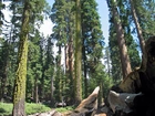 Stany Zjednoczone, Stan Kalifornia, Park Narodowy Redwood, Las, Sekwoje, Przebijające, Światło