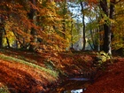 Park, Jesień, Kolorowe, Liście, Drzewa