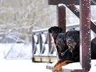 Trzy, Rottweilery, Zima, Weranda