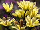 Żółta, Kwitnąca, Magnolia