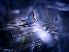 Niebieski, Motyl, Trawy, Przebijające Światło