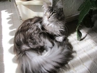 Kotek, Maine Coon