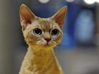 Kot abisyński, Duże, Oczy