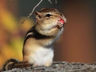 Wiewiórka, Łapki, Chipmunk