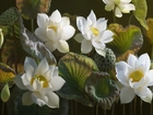 Białe, Kwiaty, Lotosu, Listki