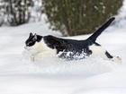 Biegnący, Kot, Śnieg