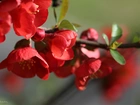 Pigwowiec Japoński, Krzew, Czerwone, Kwiaty