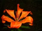 Lilia, Tygrysia, Pomarańczowa, Kwiat