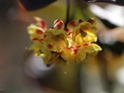 Berberys Thunberga, Żółte, Kwiaty, Krzew