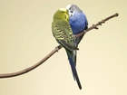 Dwie, Papugi Faliste