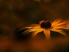 Rudbekia, Kwiat, Fractalius