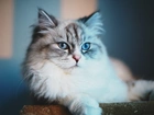 Puszysty, Kot, Niebieskie, Oczy