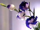 Eustoma