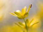 Ziarnopłon Wiosenny, Żółte, Kwiaty, Mrówka