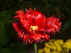 Tulipan, Kwiat, Czerwony, Postrzępiony