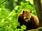 Panda Czerwona