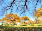 Park, Jesień, Trawy, Liście, Drzewa