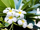 Kwiaty, Plumeria, Liście