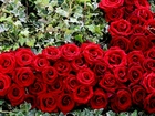 Czerwone, Róże, Bluszcz