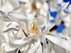 Biały, Kwiat
