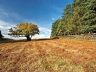 Las, Pole, Dąb, Bradgate, Park, Leicestershire