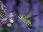 Koliberek, Kwiaty