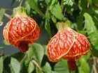 Zaślaz Mieszańcowy, Abutilon, Pomarańczowe, Kwiaty