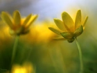 Ziarnopłon Wiosenny, Żółte, Kwiaty, Wiosna