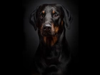 Doberman, Portret, Czarne, Tło