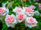 Krzew, Biało, Różowych, Róż