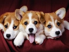 Trzy, Szczeniaki, Welsh Corgi Pembroke