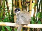 Lemur, Bambus