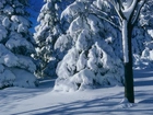 Zima, Ośnieżone, Drzewa, Świerki
