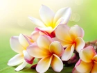 Plumeria