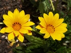 Gazania, Lśniąca