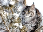 Kot, norweski leśny, Zima, Śnieg, Gałęzie