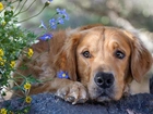 Golden Retriever, Kwiatki