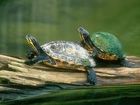 2 żółwie