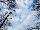 Niebo, Chmury, Gałęzie, Drzewa