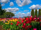 Kolorowe Tulipany, Ogródek, Drzewa, Niebo, Obłoki
