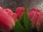 Czerwone, Tulipany, Szyba, Krople, Deszcz
