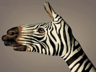 Bodypainting, Zebra