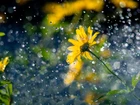 Żółty, Kwiat, Deszcz