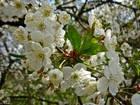 Drzewo Owocowe, Kwitnące Kwiaty, Wiosna