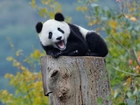 Panda, Pień